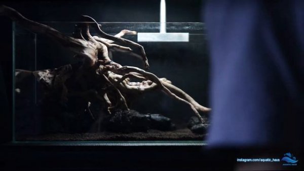 The Buce Tank // The Setup Of Bucephalandra Tank