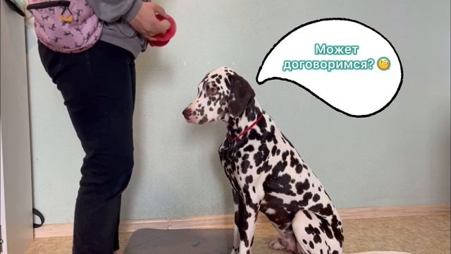 До - после | Собака не берет апорт | Онлайн курс ФанДогс | Далматин Бруни ОКД смотреть онлайн