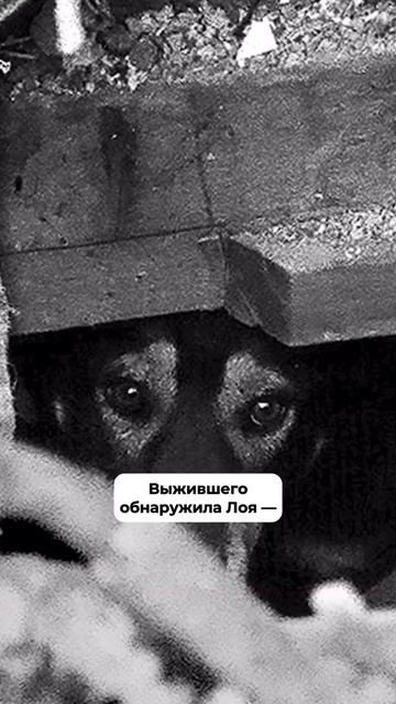 Животное оказалось точнее приборов #ссср #катастрофы #история #shorts смотреть онлайн