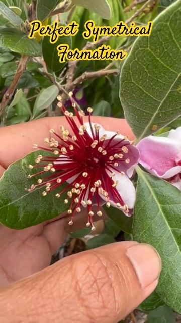 Pineapple Guava - Symmetrical Flowers-Leaves Pair смотреть онлайн