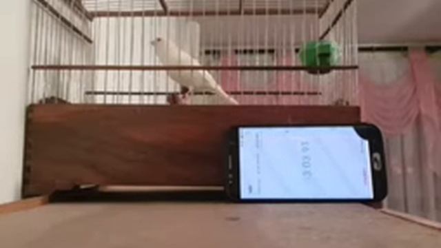 Кенар овсяночного напева заводчик Хасан Касимов Таджикистан кенару 4 года смотреть онлайн
