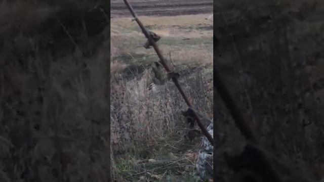 Охота на лис смотреть онлайн