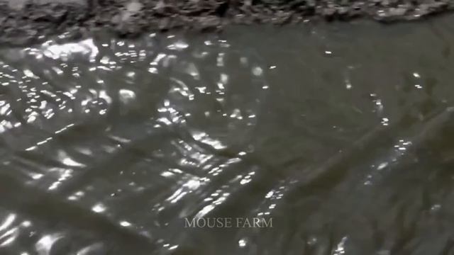 How American Farmers Raise Millions of Pigs - Modern Pig Farms смотреть онлайн