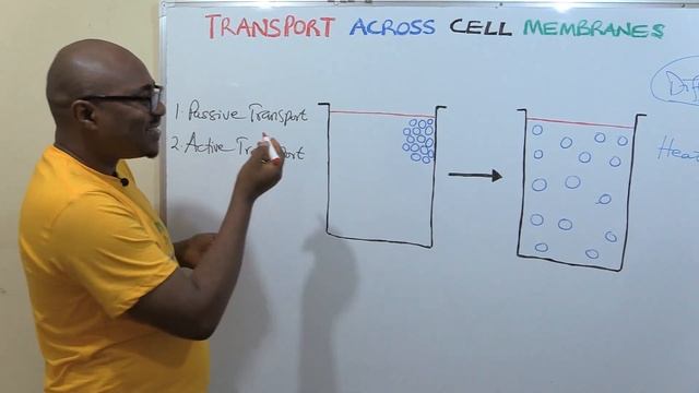 Simple and Facilitated Diffusion смотреть онлайн