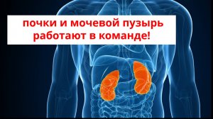 Почки и мочевой пузырь