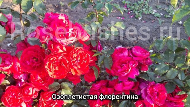 Флорентина. Florentina. ❤️❤️❤️
плетистая роза от rosebushes.ru смотреть онлайн