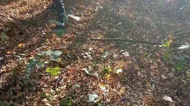 Выкопал землянку с пацанами в лесу. Разрубил арбуз🍉 топором смотреть онлайн