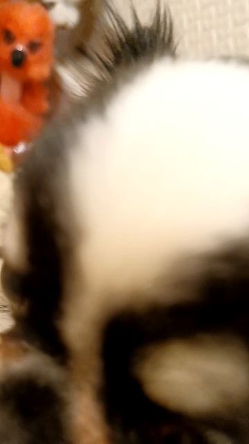 По пятницам 🐶