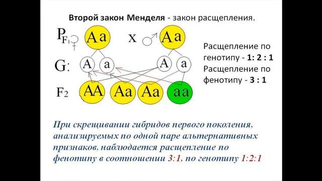 1 и 2 Законы Менделя смотреть онлайн