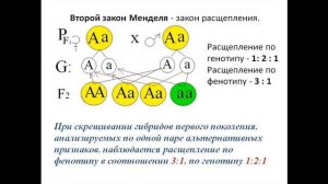 1 и 2 Законы Менделя