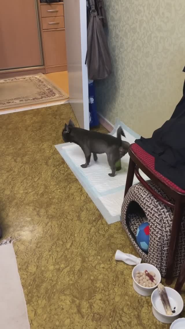 Воспитанная собачка ❤️ Сигма бой