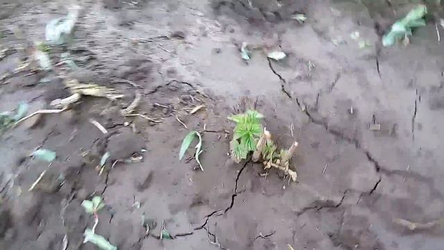 Малина Гусар
