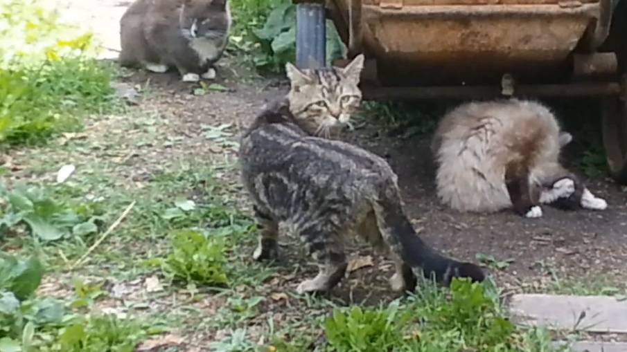 Кошачья любовь. Часть 3 смотреть онлайн