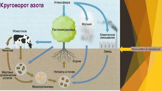 Відео-урок. "Значення бактерій у природі" Біологія 6 клас. смотреть онлайн