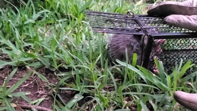 Baby opossum in mousetrap . Малыш опоссум попал в мышеловку смотреть онлайн