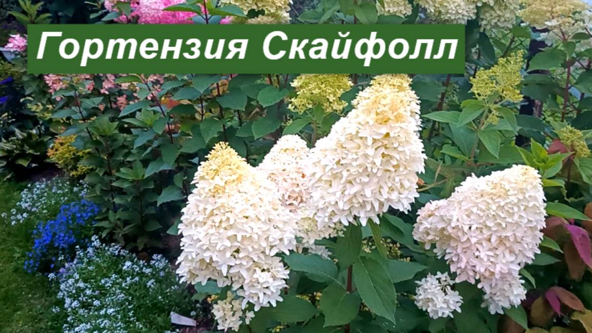 Гортензия метельчатая Skyfall (Скайфолл) смотреть онлайн