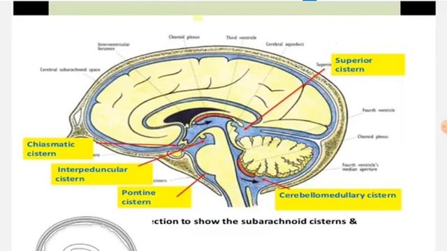 Tut6 anatomy CSF& meninges (CNS) смотреть онлайн