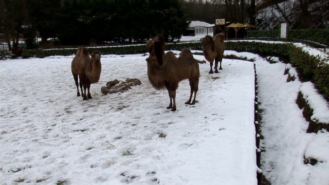 Живая природа