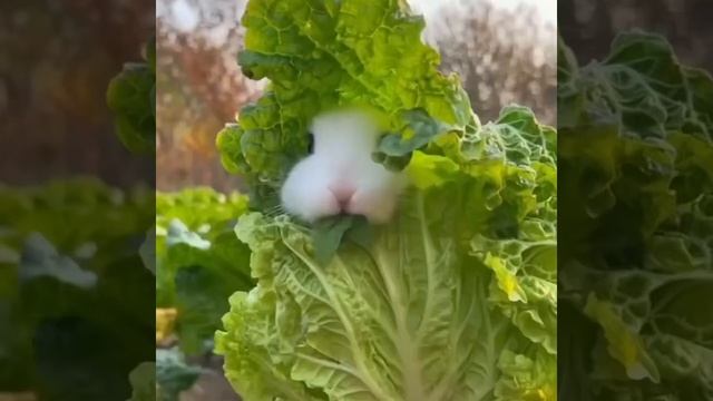 Njaanuary Diet смотреть онлайн