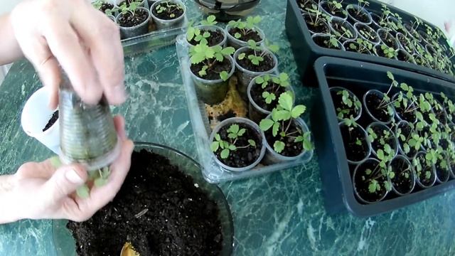 Перевалка земляники ремонтантной смотреть онлайн