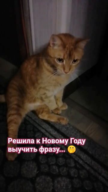 8 языков.#шортс #котики #прикольноевидео#shortsvideo #смешныекоты #кошки #кошка #рыжийкот#коты #cat смотреть онлайн