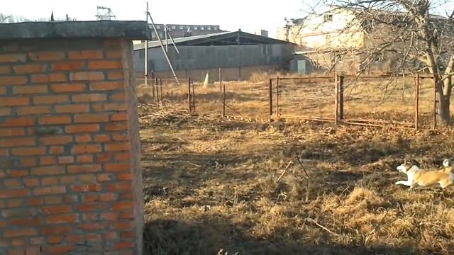 лайка чейзи