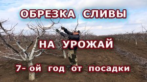Обрезка сливы на урожай / 7-ой год от посадки