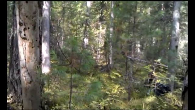Ангарские леса.mpg смотреть онлайн