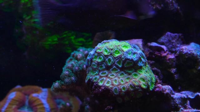 240 GALLON Arkansas Reef Tank | Local Fish Store Aquarium 4k смотреть онлайн