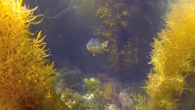 Catalina freediving bg video v2 смотреть онлайн