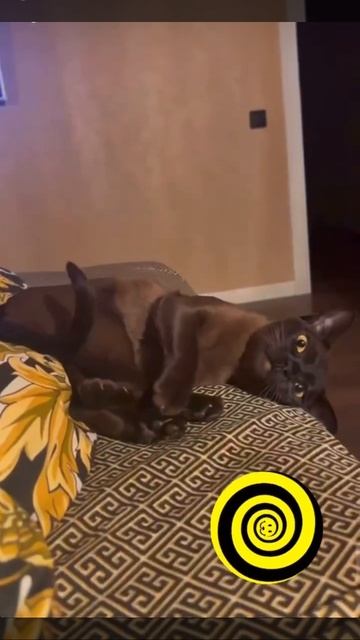 Кошкин гипноз 😵💫. Бурманская кошка. смотреть онлайн