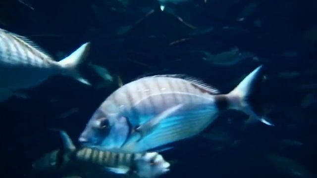 Beautiful Relaxing Music with great video of life in the ocean: to sleep, meditation, study ... смотреть онлайн