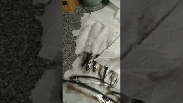 Вяленная мойва смотреть онлайн