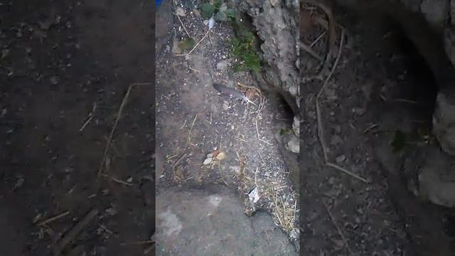 Настоящий турк смотреть онлайн