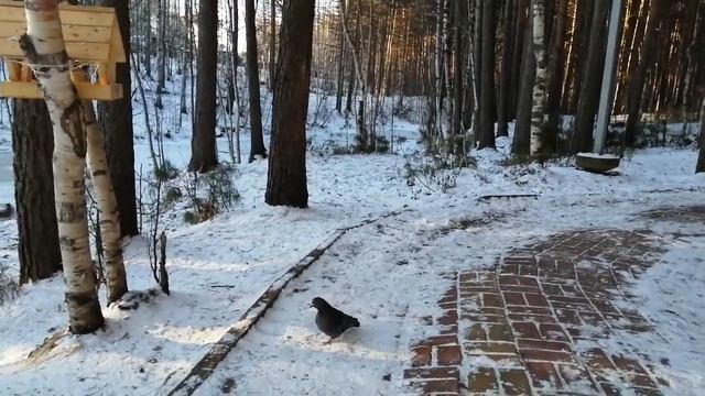 #природароссии#живаяприрода смотреть онлайн