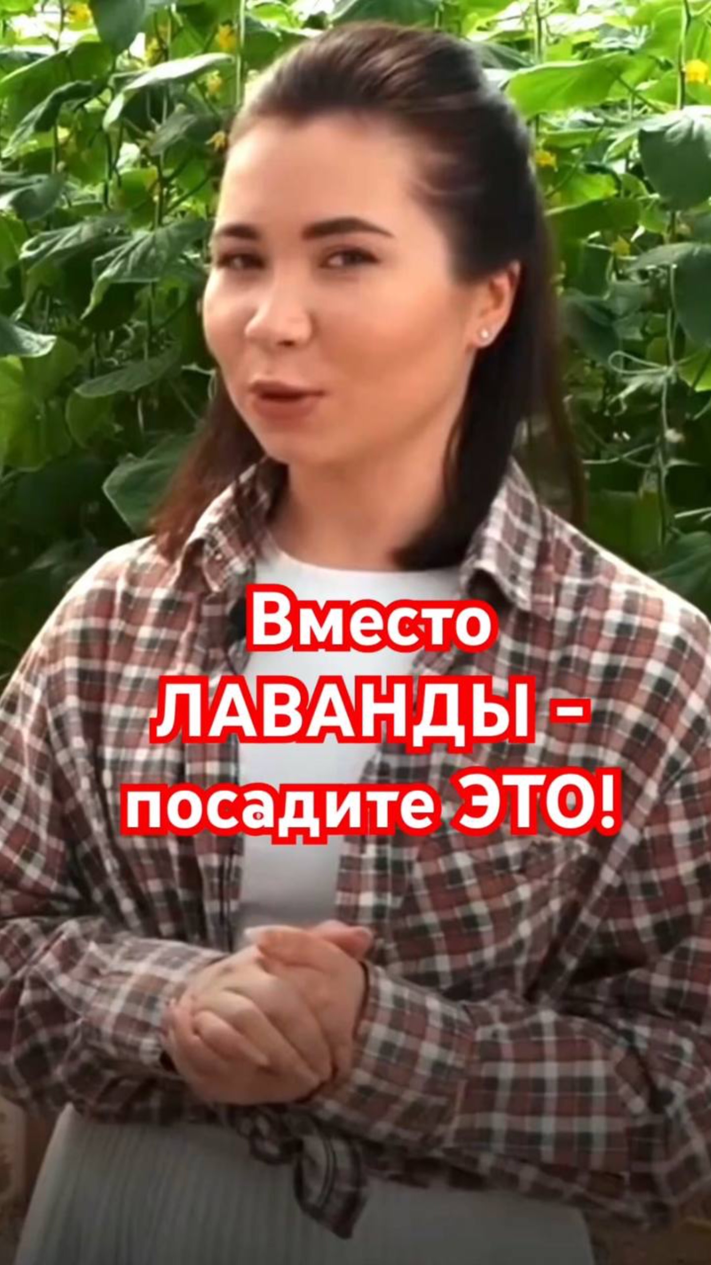 ТОП-5 МАЛОУХОДНЫХ растений, которые ЗАМЕНЯТ ЛАВАНДУ смотреть онлайн