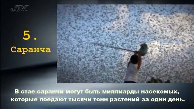 ТОП 10 Самые Опасные Насекомые Планеты смотреть онлайн
