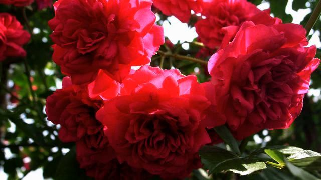 Сборник новых русских песен о любви 2015 смотреть онлайн