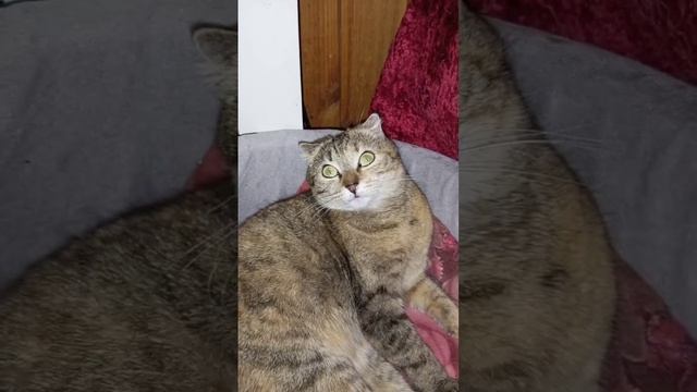Страшилки, или кого видит Мальвинка👻? смотреть онлайн
