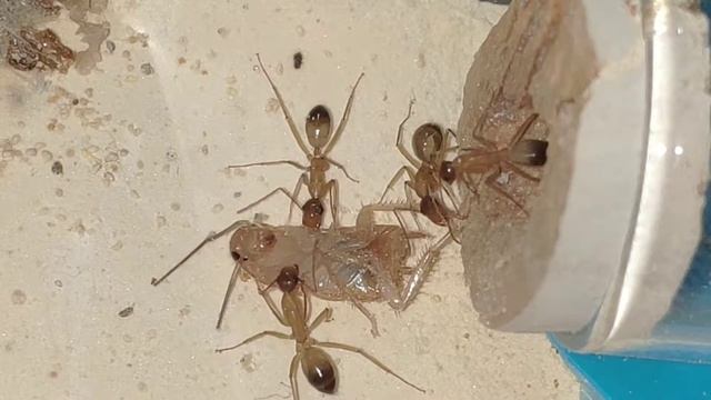Camponotus sanctus смотреть онлайн