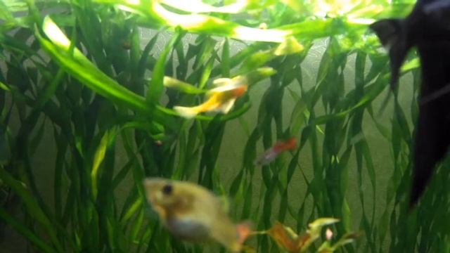 Жёлтый (золотой) анциструс- трудяга. смотреть онлайн