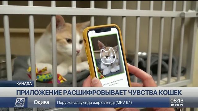 Новое мобильное приложение расшифровывает чувства кошек