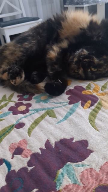 Что делает кошка пока я монтирую видео смотреть онлайн