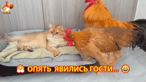 Старый Петух с Курицей всегда ходят в гости к Кошкам 🐈⬛🐈❣️🤗🥰