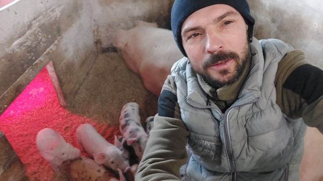 Жахливо,але це факт‼️Цей виводок безцінний‼️Мазуха і малеча,Бройлер пішов в розход❌️