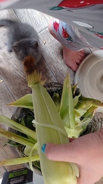 барни узнает что такое кукуруза смотреть онлайн