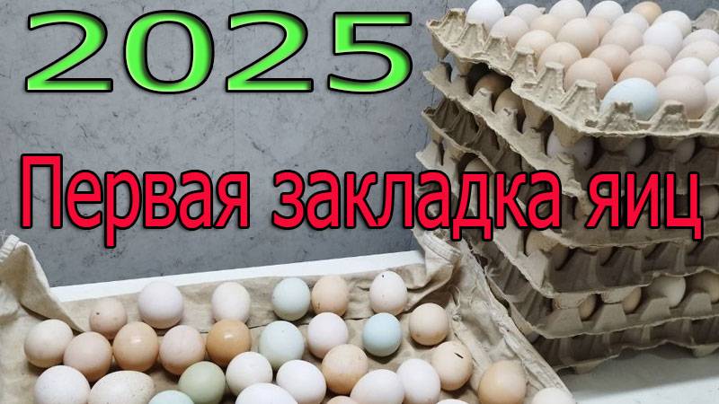 2025 закладка яиц в инкубатор
