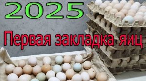 2025 закладка яиц в инкубатор