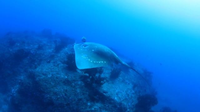 Experience Underwater Africa смотреть онлайн