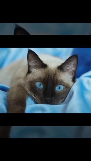 сиамские кошки. 💋💋💓💓 смотреть онлайн